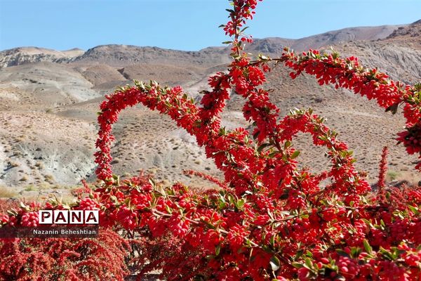 به بار نشستن نهال‌های زرشک در شهرستان زیرکوه استان خراسان جنوبی