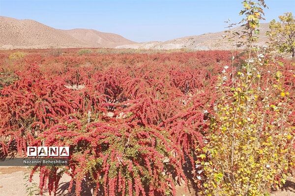 به بار نشستن نهال‌های زرشک در شهرستان زیرکوه استان خراسان جنوبی