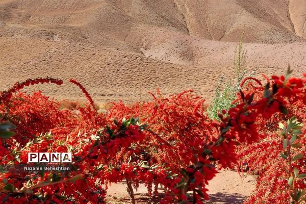به بار نشستن نهال‌های زرشک در شهرستان زیرکوه استان خراسان جنوبی