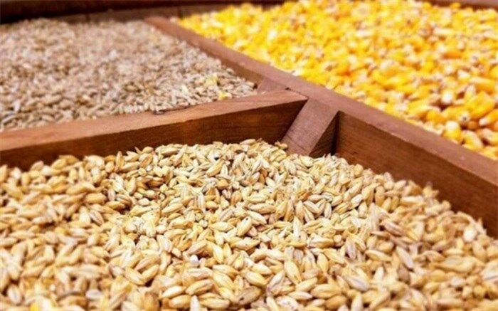 واردات نهاده‌های دامی به ۳۳ هزار و ۵۰۰ میلیارد تومان اعتبار نیاز دارد