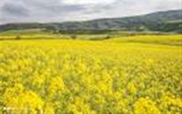 توسعه کشت دانه روغنی کلزا در شهرستان نیشابور