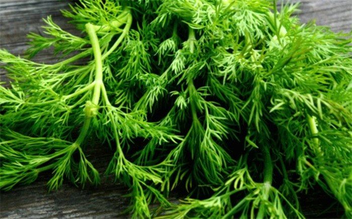 خواص ضد بیماری شِوید