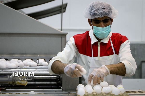 از تولید تا فرآوری تخم مرغ
