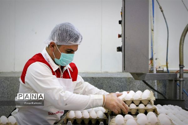 از تولید تا فرآوری تخم مرغ