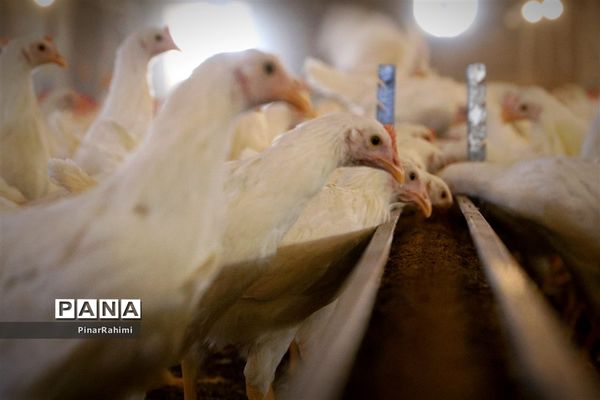 از تولید تا فرآوری تخم مرغ