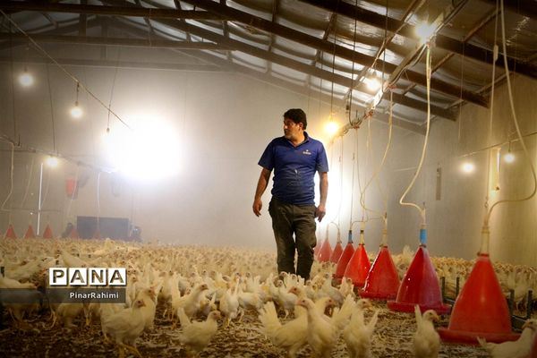 از تولید تا فرآوری تخم مرغ