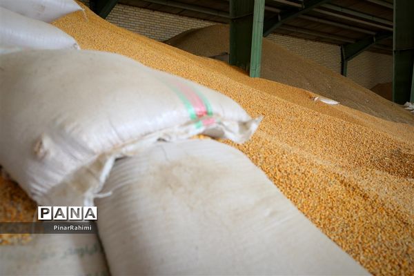 از تولید تا فرآوری تخم مرغ