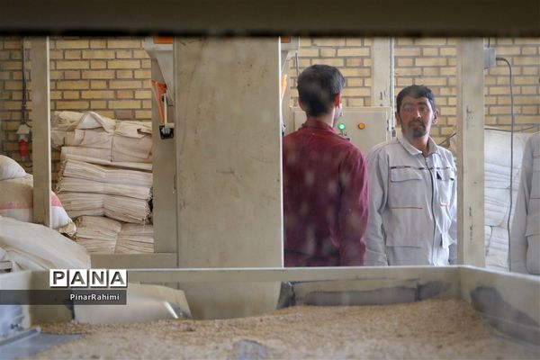 از تولید تا فرآوری تخم مرغ