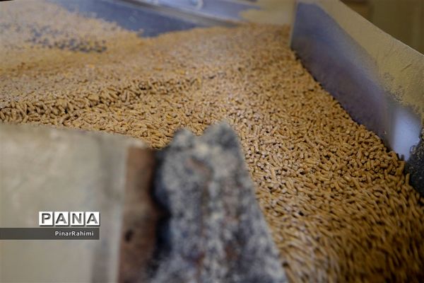 از تولید تا فرآوری تخم مرغ