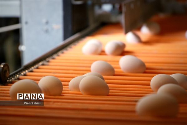 از تولید تا فرآوری تخم مرغ