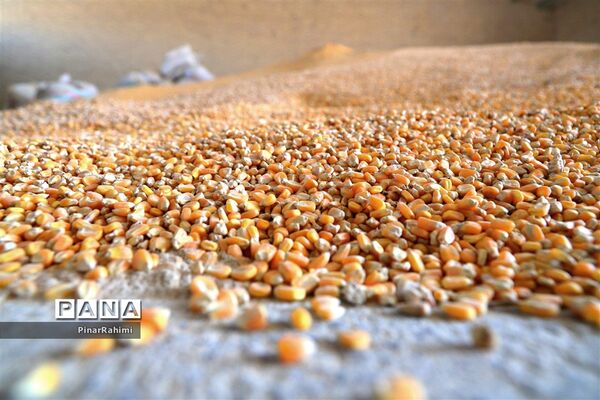 از تولید تا فرآوری تخم مرغ