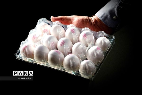 از تولید تا فرآوری تخم مرغ