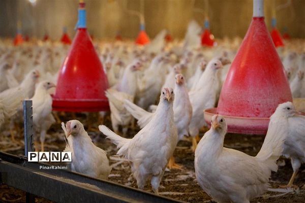 از تولید تا فرآوری تخم مرغ