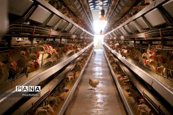 از تولید تا فرآوری تخم مرغ