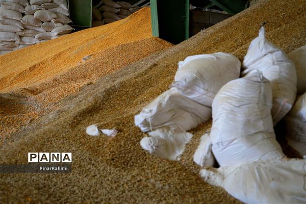 از تولید تا فرآوری تخم مرغ