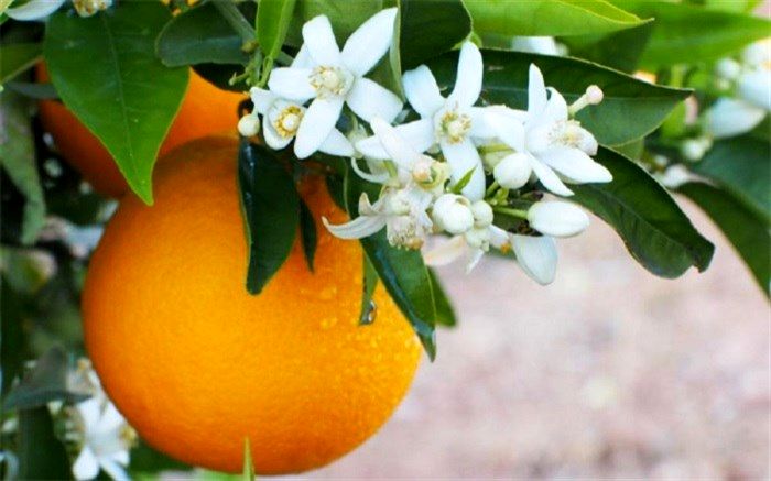 تقویت سیستم ایمنی بدن، کاهش وزن و رفع میگرن با بهارنارنج