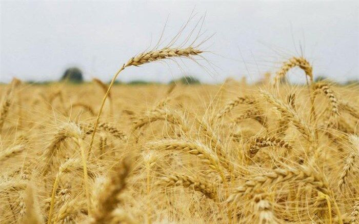 کاهش ۴۰ درصدی واردات گندم با افزایش چشمگیر تولید داخل