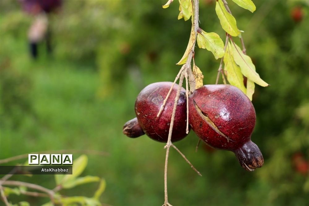 12 خاصیت انار