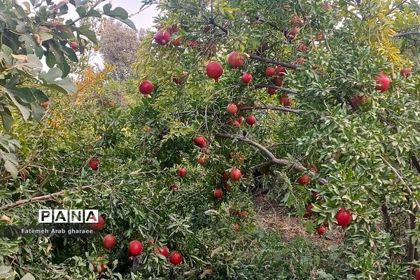 سومین دوره جشنواره انار در پاکدشت