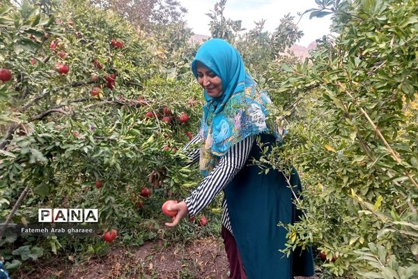 سومین دوره جشنواره انار در پاکدشت
