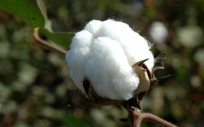 برداشت بیش از 6000 تن پنبه در شهرستان خداآفرین