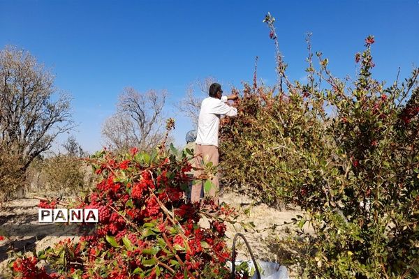 برداشت یاقوت سرخ در روستای بیژائم استان خراسان جنوبی