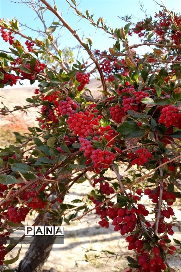 برداشت یاقوت سرخ در روستای بیژائم استان خراسان جنوبی