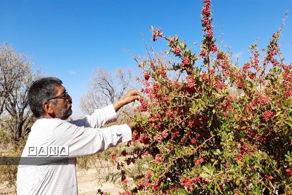 برداشت یاقوت سرخ در روستای بیژائم استان خراسان جنوبی