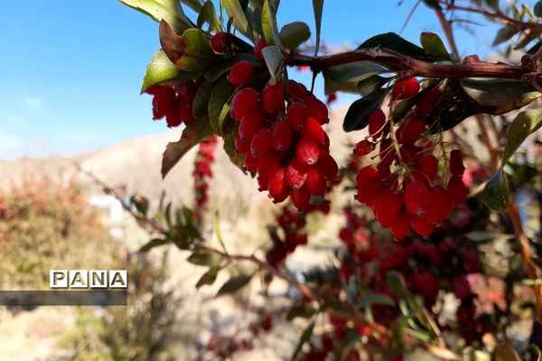 برداشت یاقوت سرخ در روستای بیژائم استان خراسان جنوبی