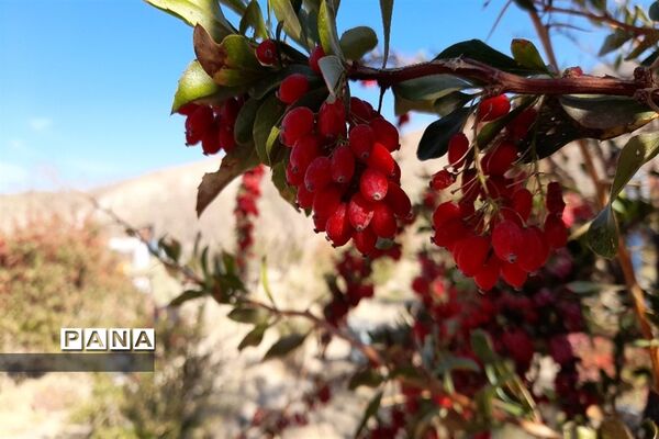 برداشت یاقوت سرخ در روستای بیژائم استان خراسان جنوبی