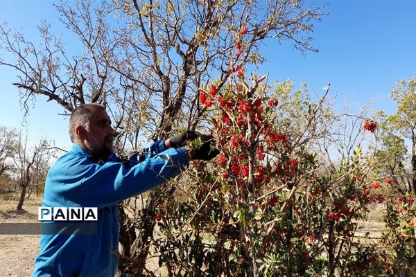 برداشت یاقوت سرخ در روستای بیژائم استان خراسان جنوبی