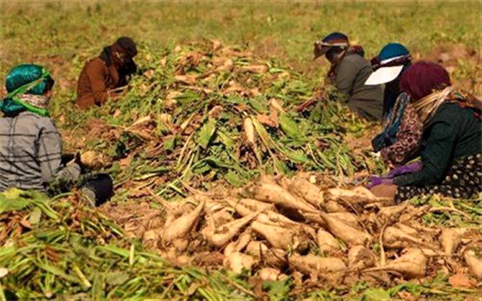 کارخانه‌ها ۱۰۰ درصد مزارع چغندرقند طرف قرارداد خود را تحت پوشش بیمه ببرند