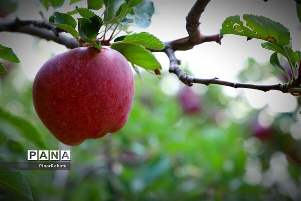 برگزاری جشنواره سیب مراغه