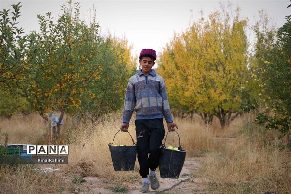 برگزاری جشنواره سیب مراغه