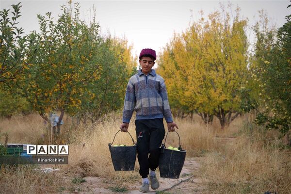 برگزاری جشنواره سیب مراغه