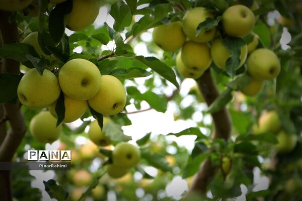 برگزاری جشنواره سیب مراغه