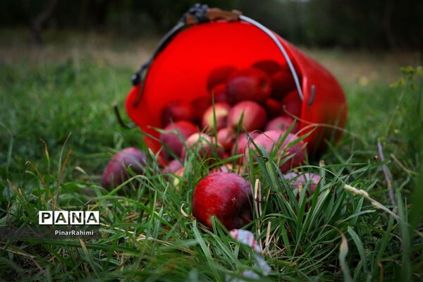 برگزاری جشنواره سیب مراغه