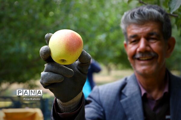 برگزاری جشنواره سیب مراغه