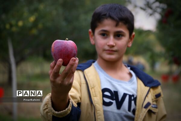 برگزاری جشنواره سیب مراغه