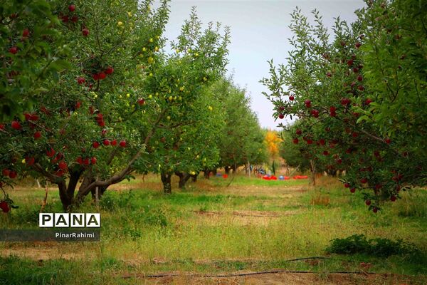 برگزاری جشنواره سیب مراغه