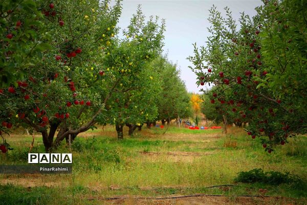 برگزاری جشنواره سیب مراغه