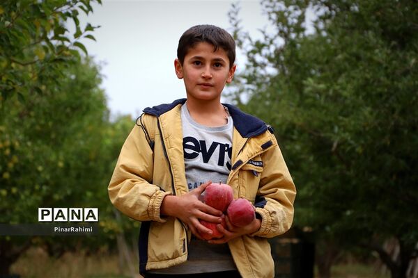 برگزاری جشنواره سیب مراغه