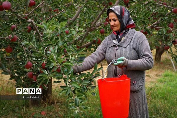 برگزاری جشنواره سیب مراغه