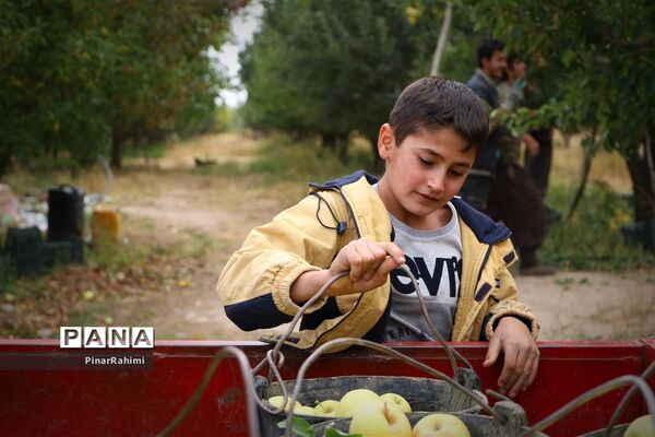 برگزاری جشنواره سیب مراغه