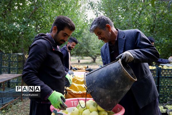 برگزاری جشنواره سیب مراغه