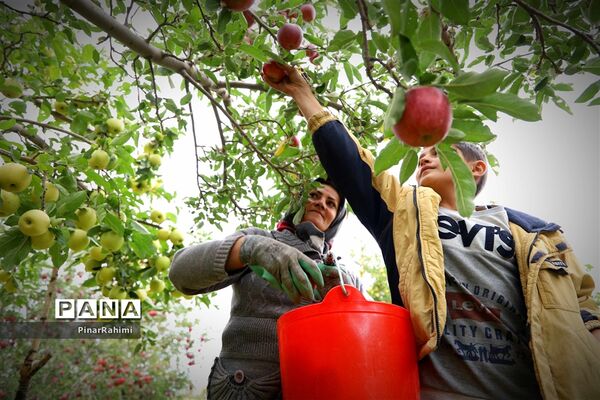 برگزاری جشنواره سیب مراغه