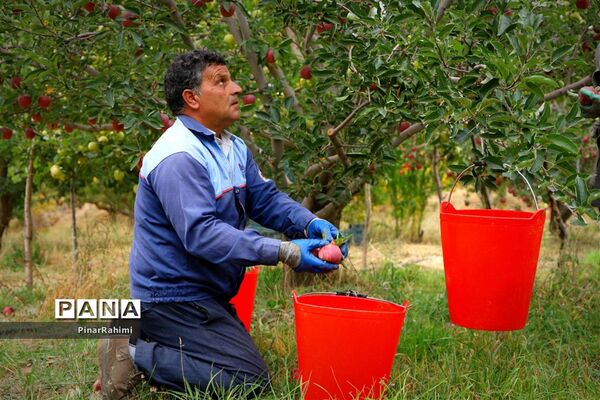 برگزاری جشنواره سیب مراغه