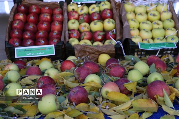 برگزاری جشنواره سیب مراغه