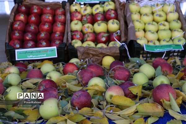 برگزاری جشنواره سیب مراغه