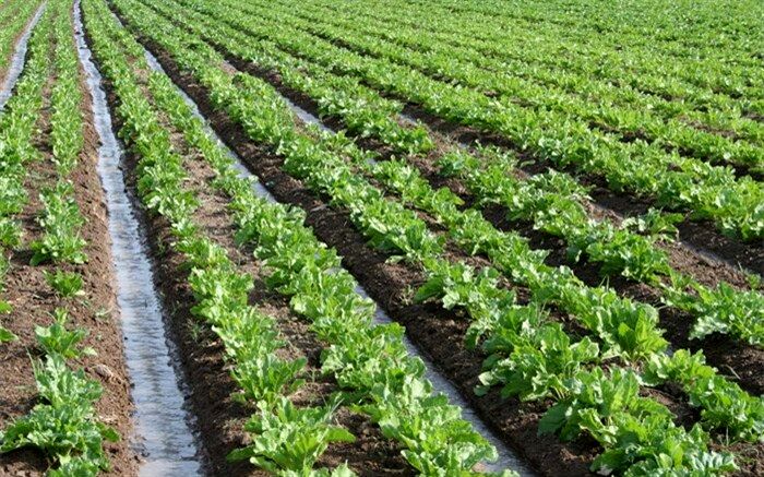 تولیدات کشت و صنعت مغان به یک میلیون تُن افزایش می‌یابد